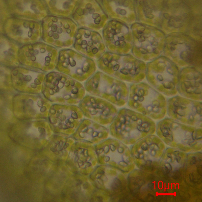 Tritomaria exsectiformis